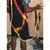 Stainless Steel Coconut Tree Climber With Harness 150 kg Weighting Capacity (Max) for Climbing Coconut Tree